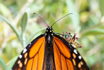 Close up of the body of a Monarch Butterfly
