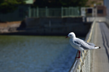 Seagull on a rail at Goolwa Barrages, Goolwa, South Australia