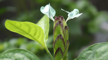 beautiful flower plant bud. with blur backround