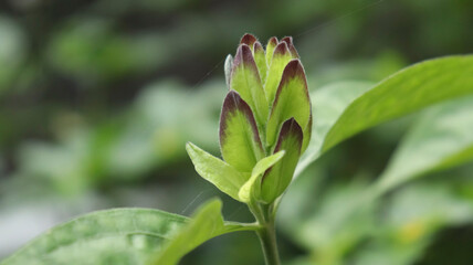 Fototapeta na wymiar beautiful flower plant bud. with blur backround