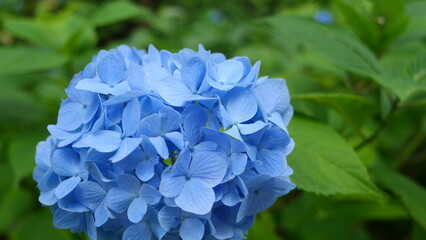 夏に咲く、大輪の花をつけるアジサイ。