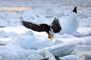 知床半島の流氷とオオワシ（北海道羅臼沖） © Shiretoko Dream