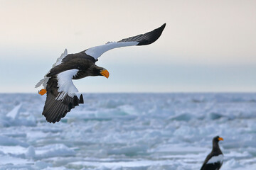 知床半島の流氷とオオワシ（北海道羅臼沖） © Shiretoko Dream