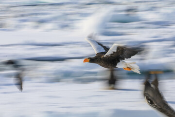 知床半島の流氷とオオワシ（北海道羅臼沖） © Shiretoko Dream