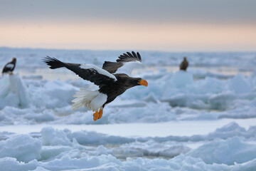 知床半島の流氷とオオワシ（北海道羅臼沖）