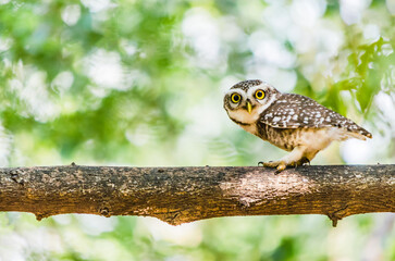 Spotted Owlet