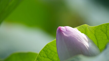 大きな花をつけるきれいなピンクの蓮の花。