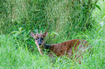 Red Brocket Deer