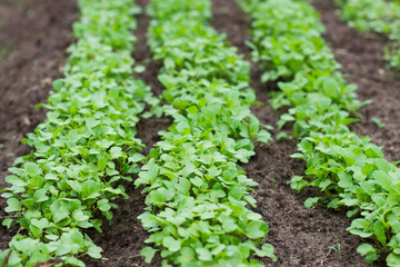new plants growing in spring garden