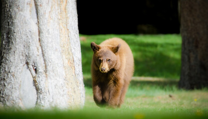 Black bear cub © Rajh