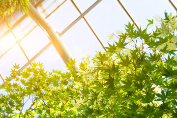 Spring background with fresh maple leaves in sunlight through glass roof in greenhouse.