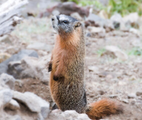 Yellow Bellied Marmot standing up straight in alert mode