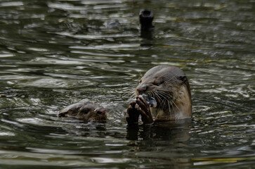 Fototapeta premium otter in the water