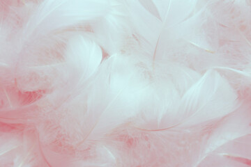 Beautiful Soft Pink White Feathers Texture Background	
