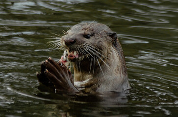 otter in a pond