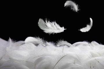 Down Feathers. Soft White Fluffly Feathers Falling in The Air. Swan Feather on Black Background....