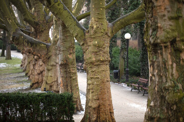 Platanus trees (Plane trees) in Adam Mickiewicz Park, centre of Poznan, Poland.