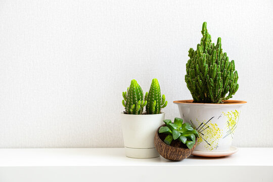 Three houseplants on shelf on light background with copy space. Succulents and cacti in different pots. Plants in interior of home or office for decor and clean air. Haworthia cooperi. Cereus.