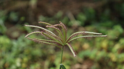 beautiful flower plant. with blur background