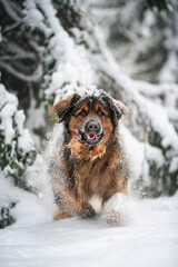 Big ginger leonberger Leon breed dog  portrait playing in winter forrest
