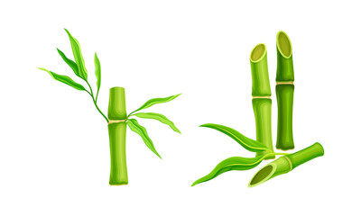 Green bamboo stalks with leaves set. Fresh tropical organic plant branches vector illustration