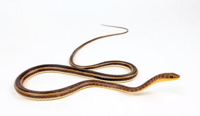 Sudanesische Sandrennnatter // Northern stripe-bellied sand snake (Psammophis sudanensis)