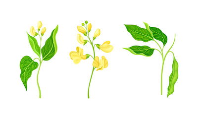 Legume plant with leaves and flowers set vector illustration