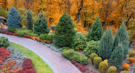 Colorful alley in the autumn arboretum. Drone view - obrazy, fototapety, plakaty