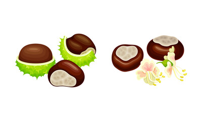 Chestnut peeled green prickly shell with nuts and flowers vector illustration