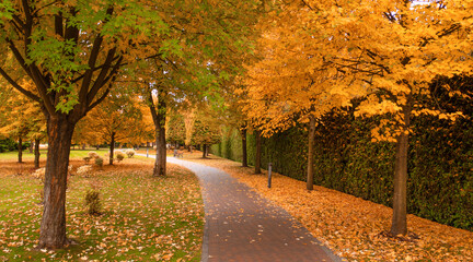 Alley in the autumn park. Asphalt road, yellow trees.