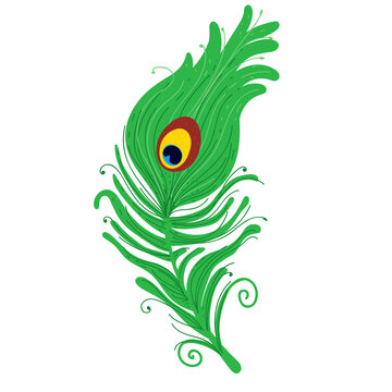 peacock feather. peacock plume. vector illustration