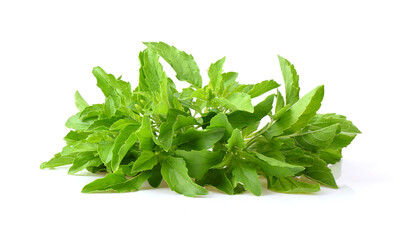 Obraz premium Holy basil leaves on white background