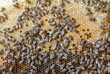 Honeycomb from bee hive filled with golden honey