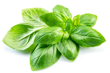 Macro shot of fresh green basil leaves isolated on white background.