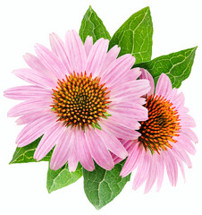 Blooming coneflower heads or echinacea flower isolated on white background close-up. - obrazy, fototapety, plakaty