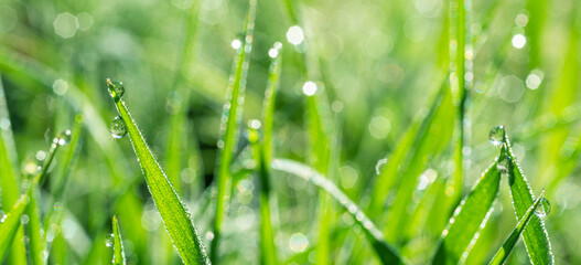 Fototapeta premium Green grass covered with sparkling dew drops close-up. Purity and freshness concept. Nature background.