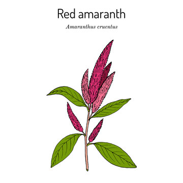 Blood, or red, or purple amaranth Amaranthus cruentus , medicinal plant