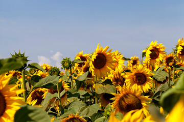 sunflowers during flowering in sunny weather