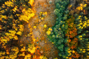 Fototapeta na wymiar Swampy autumn forest aerial view. Natural background.