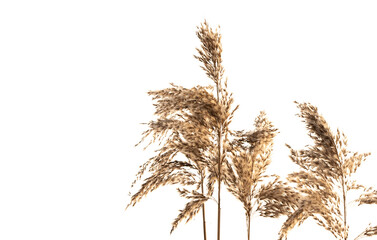 brown boho grass on a white background