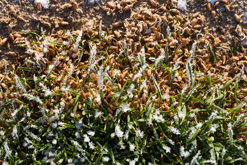 grass covered with ice and frost in the winter season