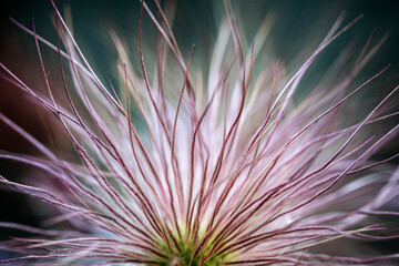 Soft Fluffy Seed Head