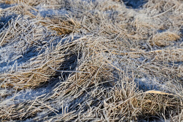 Fototapeta na wymiar grass covered with ice and frost in the winter season