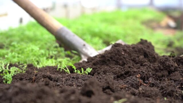 Cultivate the soil with a shovel. Vegetable planting season.