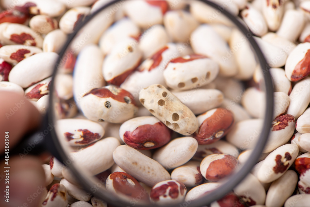 Canvas Prints Magnifying glass on damaged beans by insects. Concept of low-quality beans, pests eating harvest