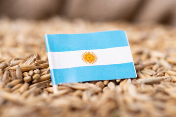 Close-up shot of flag of Argentina on grain of oat. Harvest of oats in Argentina