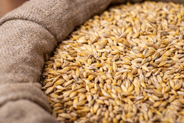 Barley grains in linen sack. Close-up photo of harvested barley seeds