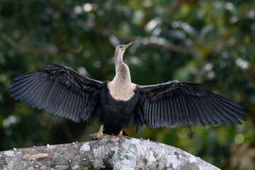 Large cormorant spreads his wings to dry. Phalacrocorax carbo