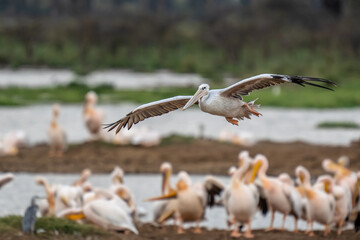 White pelican, Pelecanus onocrotalus, in Lake Kerkini, Greece. Pelicans on blue water surface. Wildlife scene from Europe nature. Bird mountain background. Birds with long orange bills.