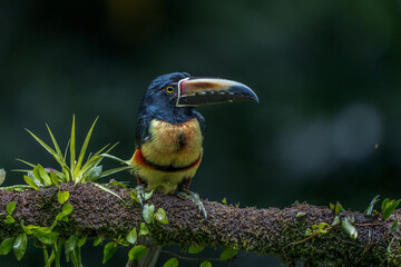 Toucan Collared Aracari, Pteroglossus torquatus, bird with big bill. Toucan sitting on the moss branch in the forest, Boca Tapada, Costa Rica. Nature travel in central America